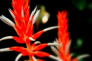 bromeliad1sm