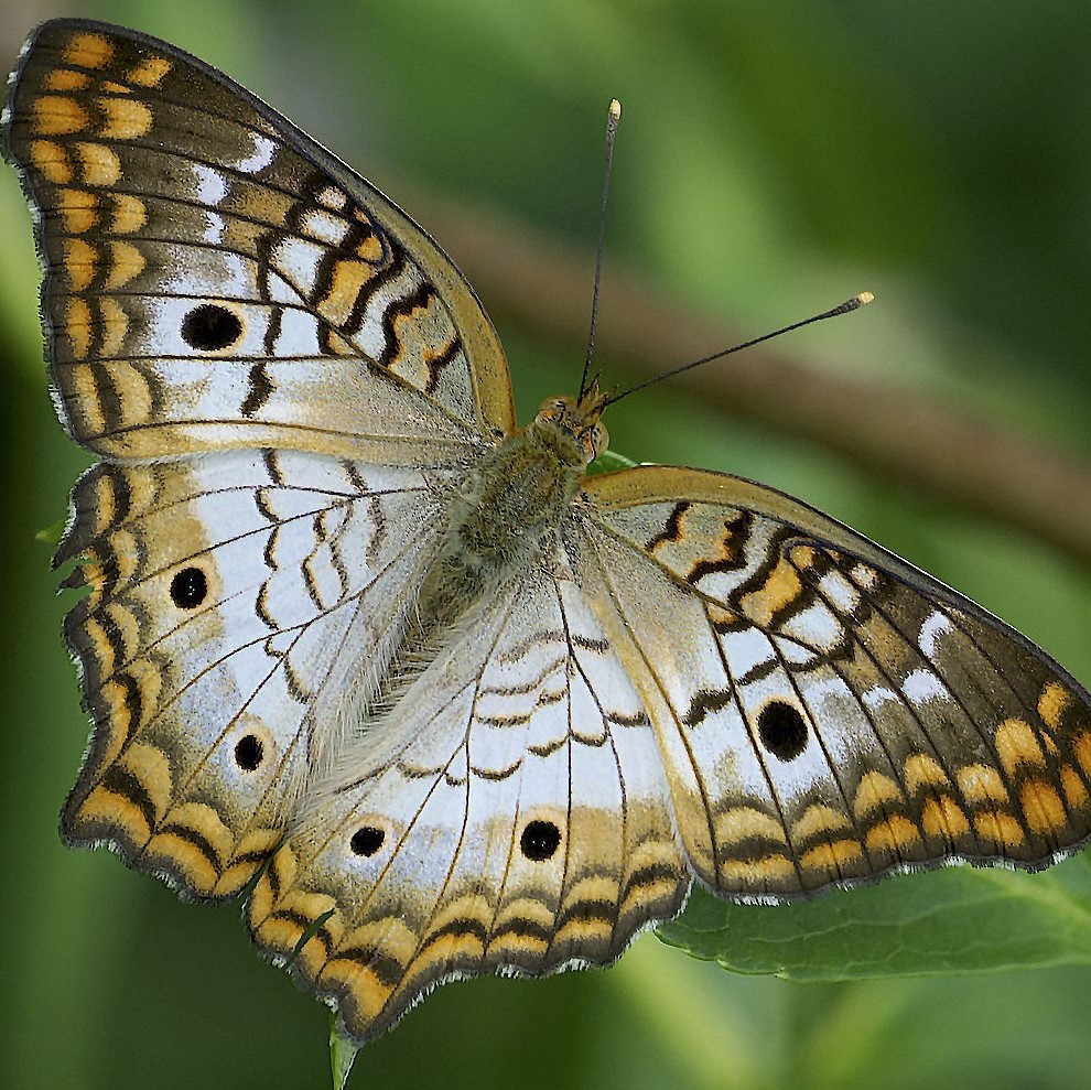 photo of a yellow aster