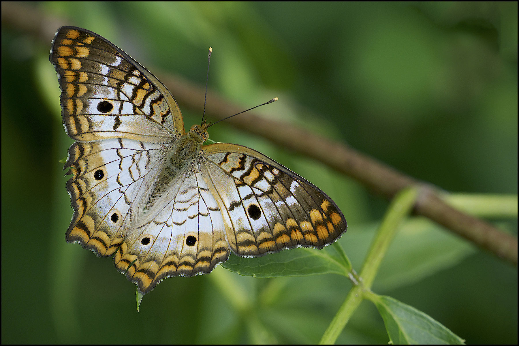 Butterfly Selby Gardens