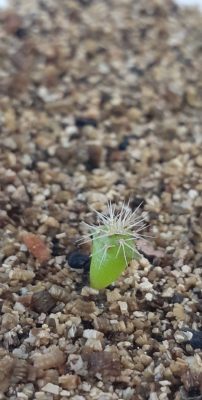 PRickly Apple Cactus small