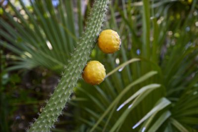 Prickly apple cactus fruit