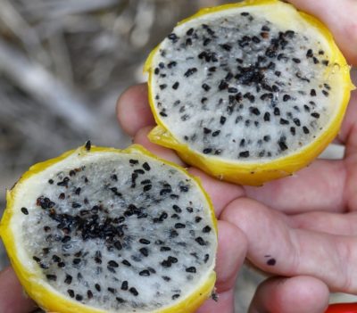 Inside of fruit for prickly apple cactus