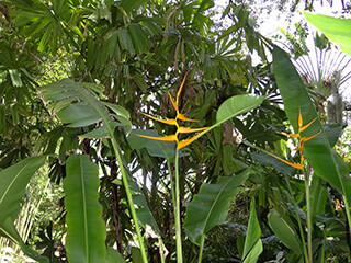 Heli-Heliconia-aurantiaca-320