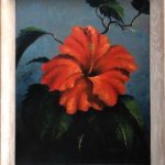 Hibiscus Harold Newton