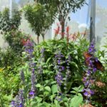 butterfly on a plant