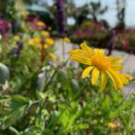 Yellow Flower by sidewalk