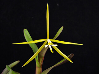 Orchid-Epidendrum-nocturnum-320