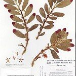 Herbarium