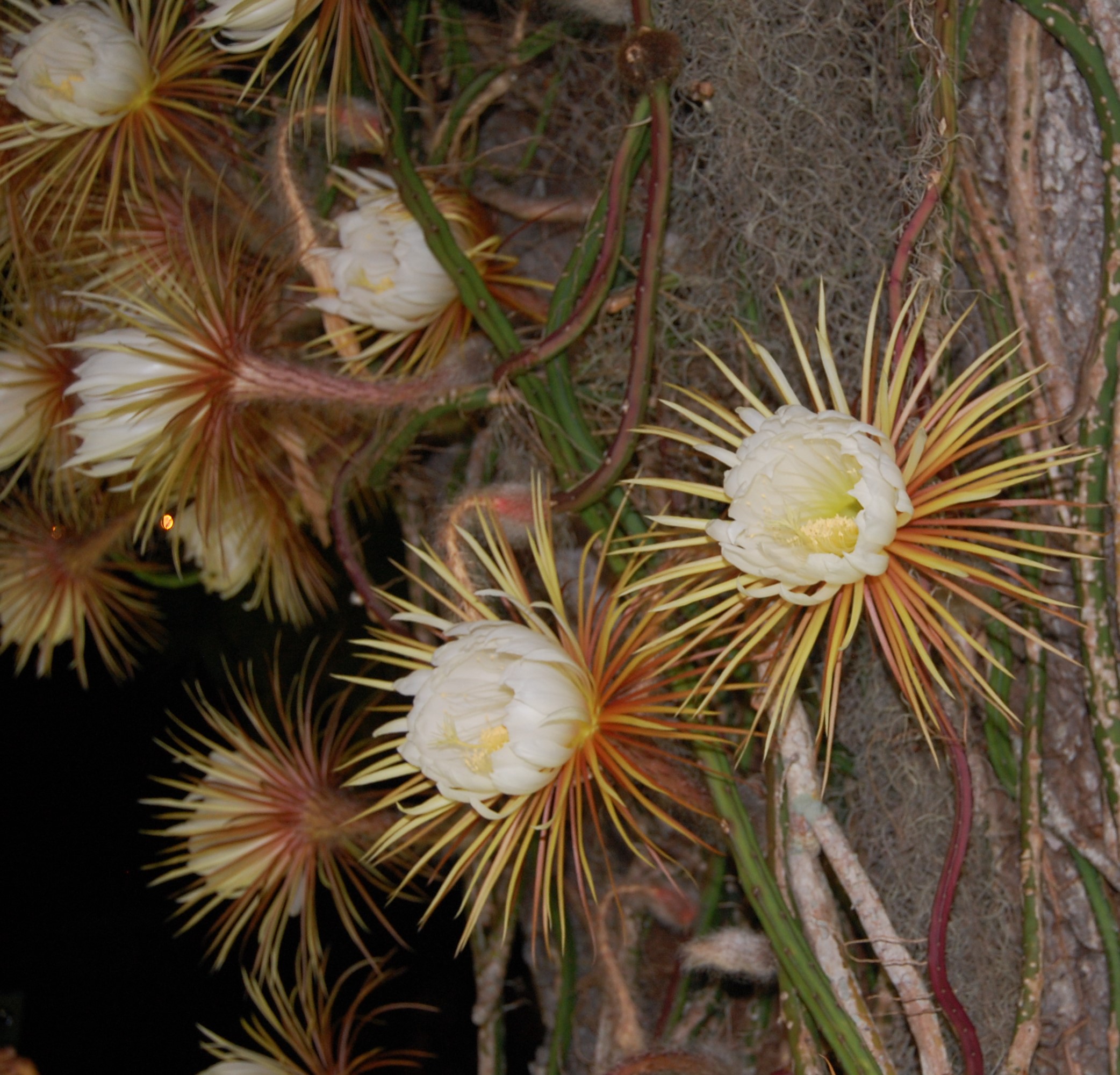 Selenicereus in bloom