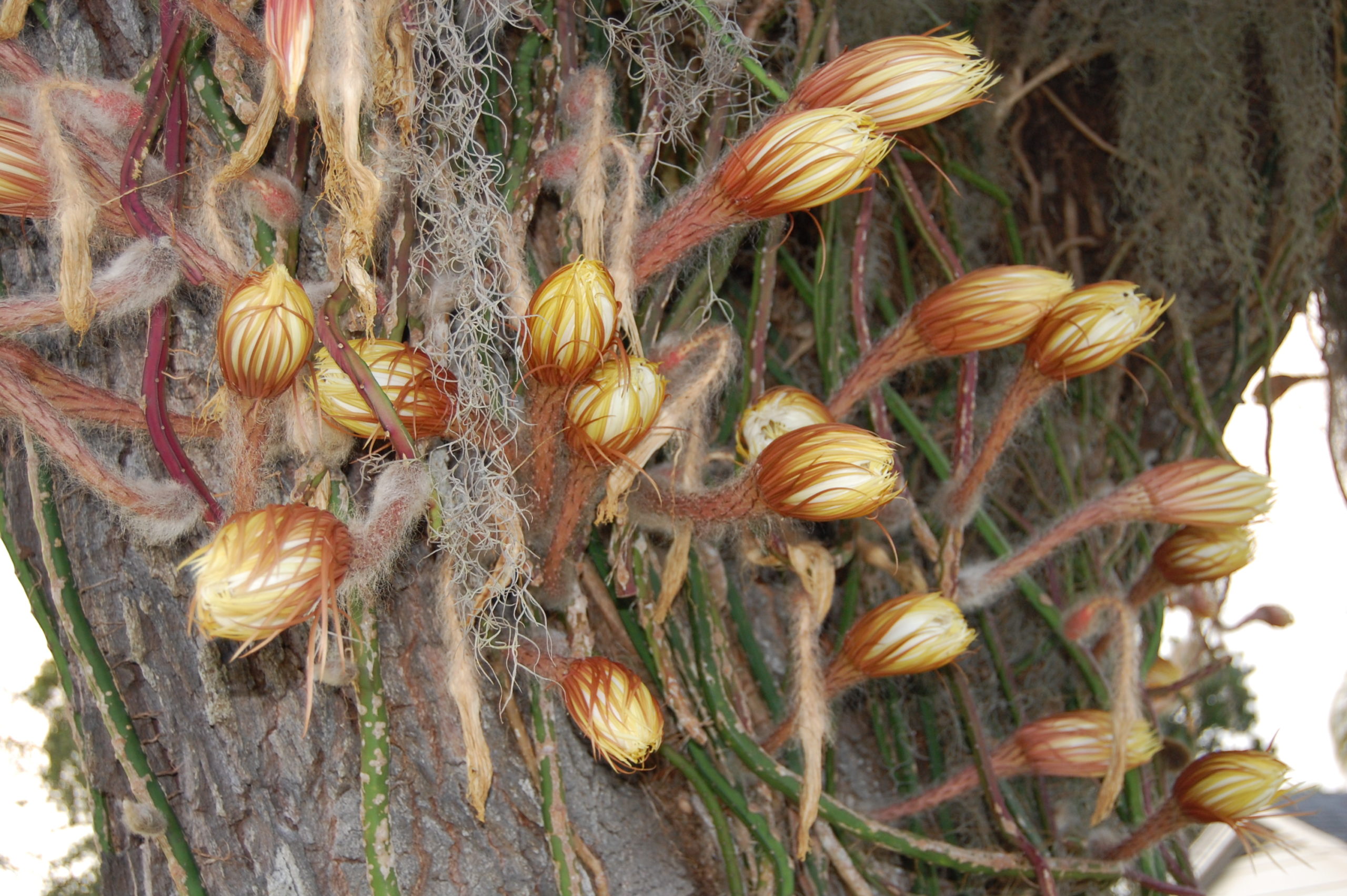 Selenicereus about to bloom