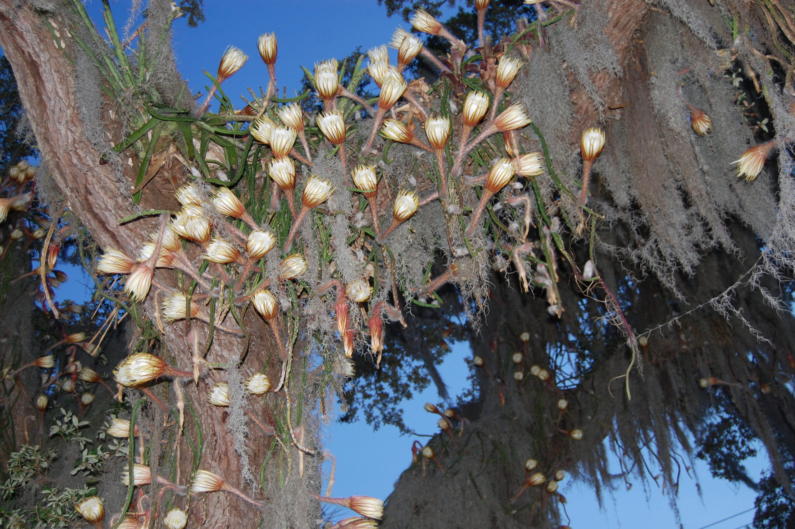 Selenicereus in bloom at dusk