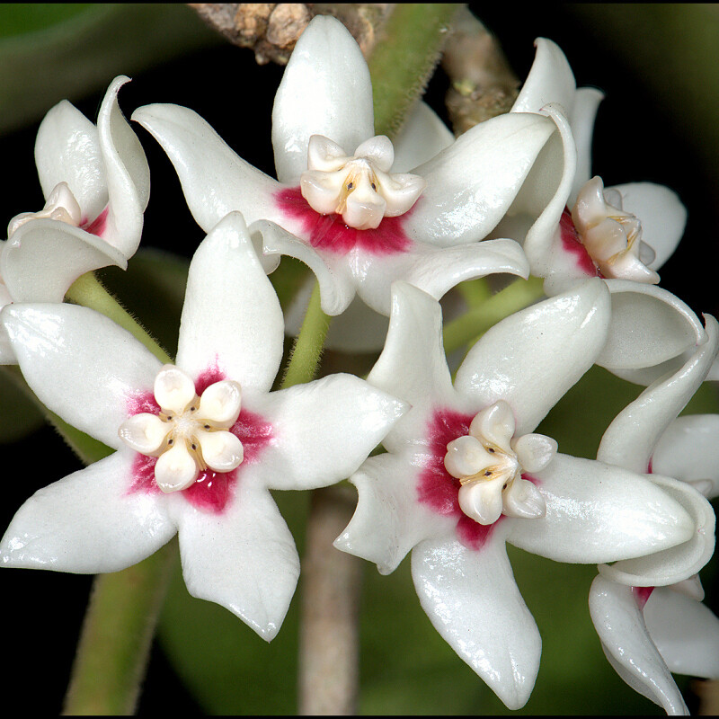 Selby Gardens Collection