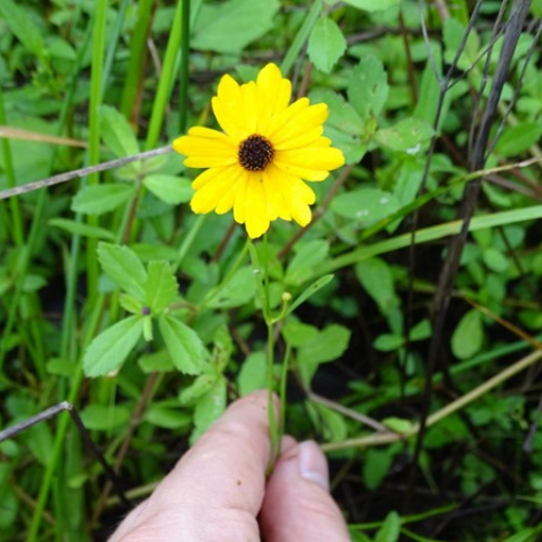 photo of a yellow aster