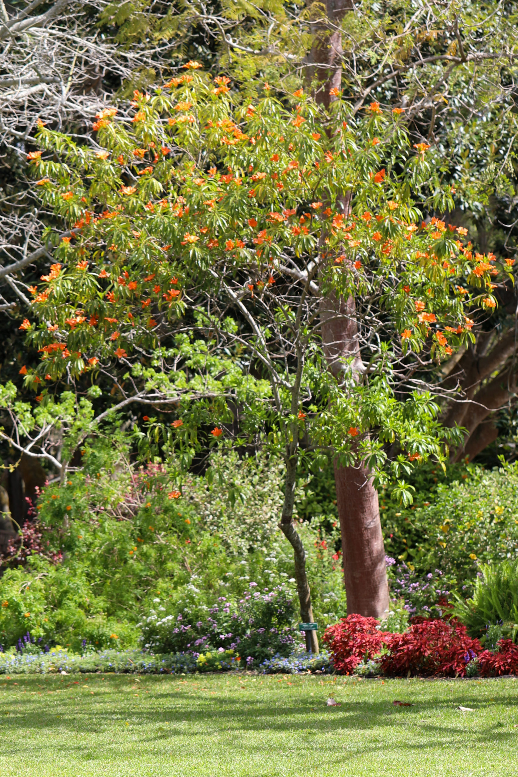 butterfly tree on great lawn