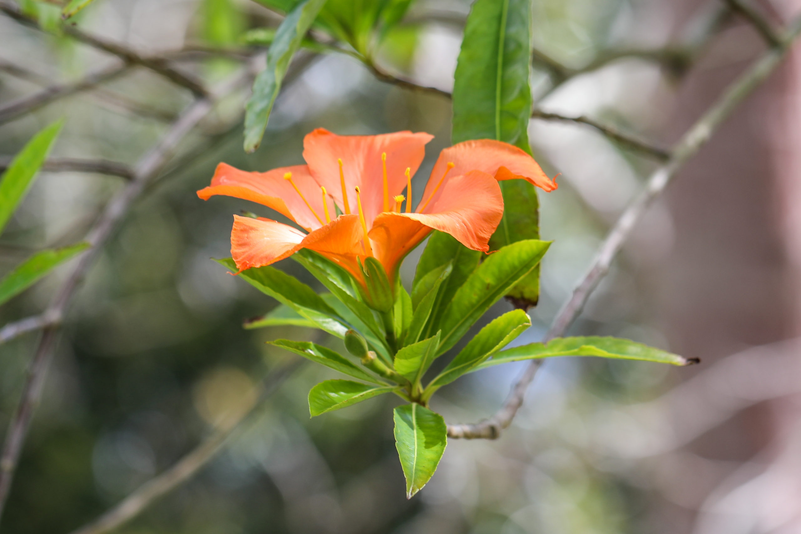 butterfly flower