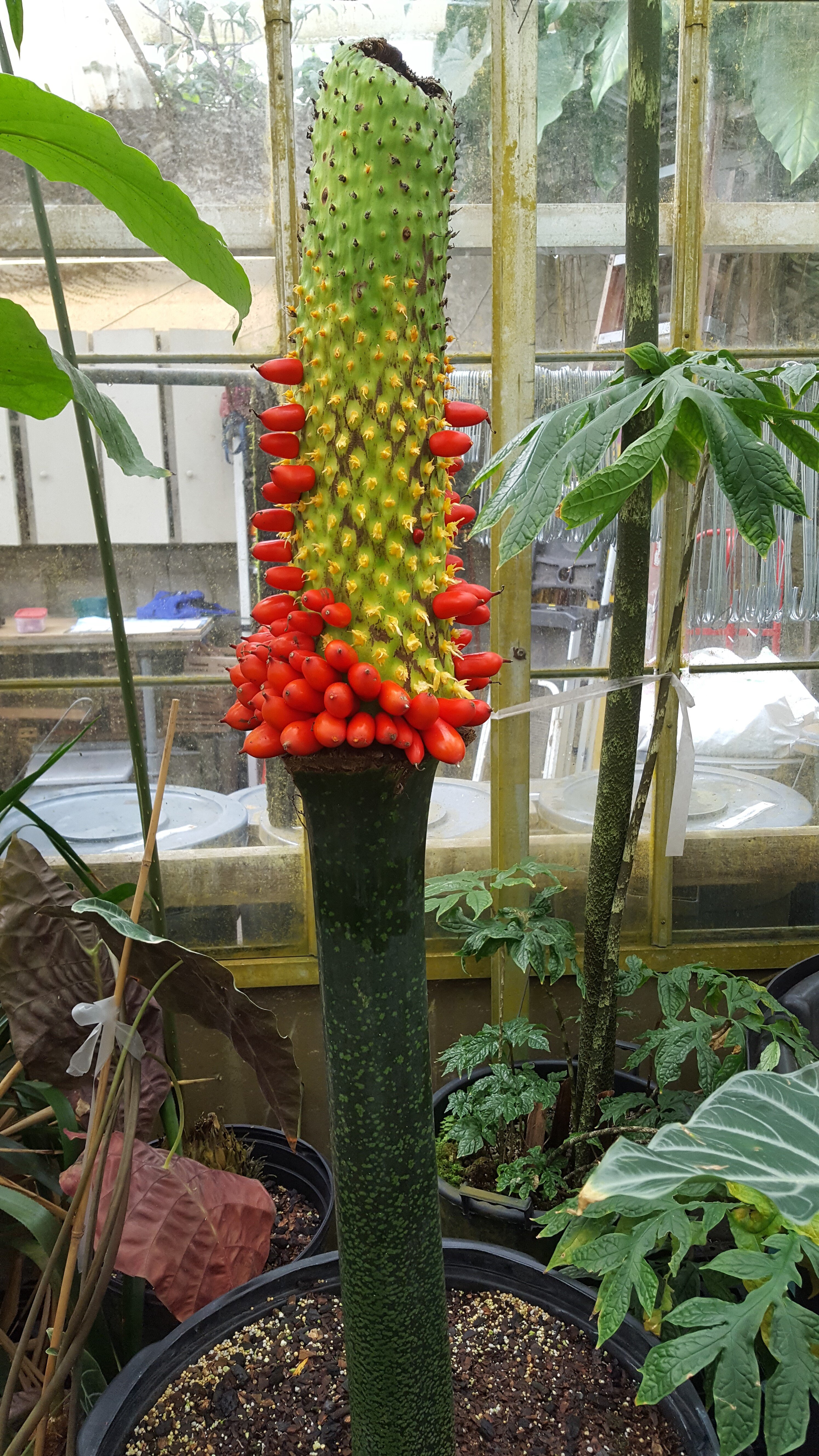 Baby on Board: Titan arum – February