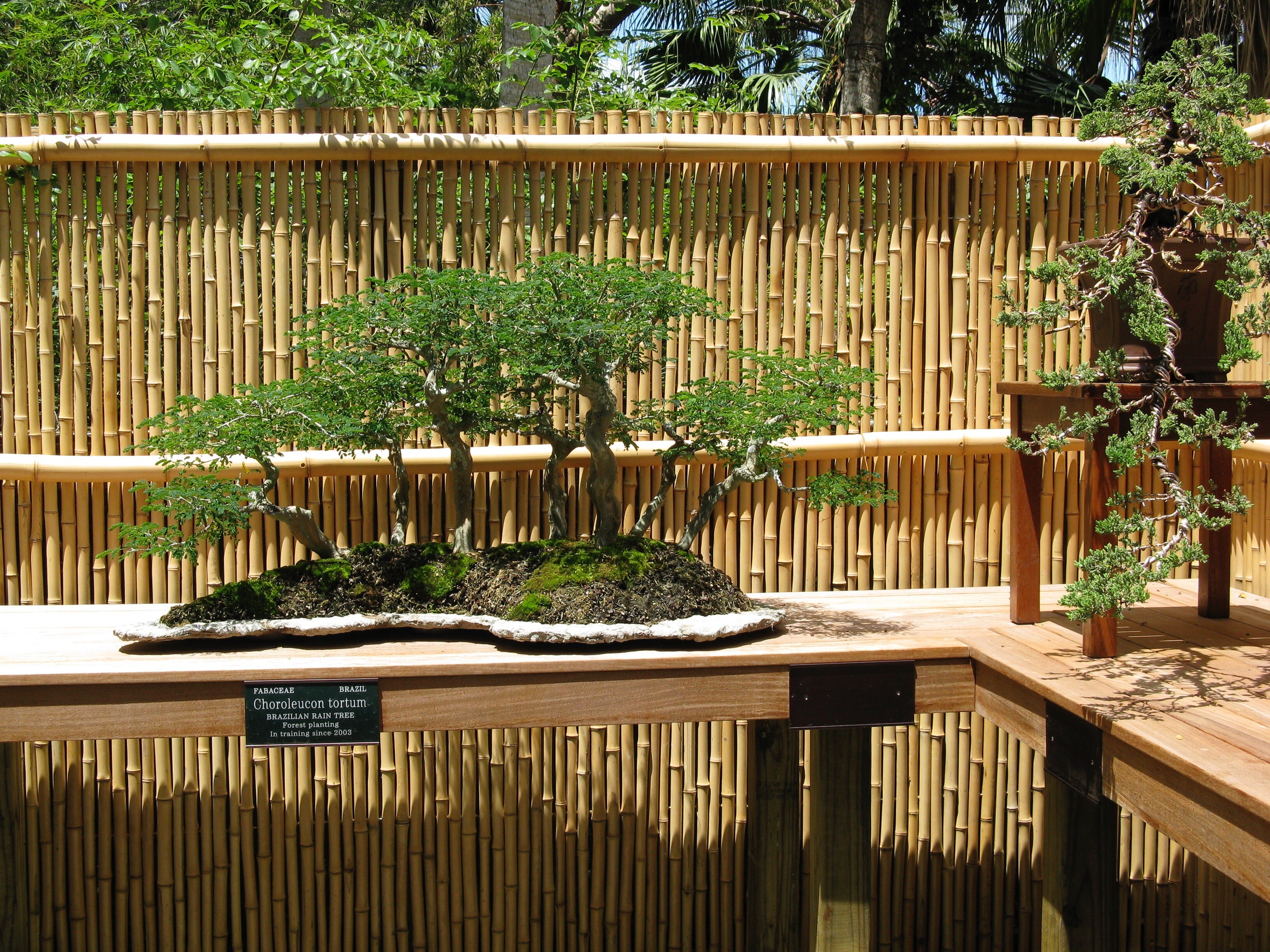 Sho Fu Bonsai Society Attains National Recognition