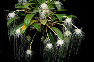 6-Bulbophyllum-medusae2-0784A