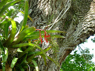 aechmea-bracteata-bromeliaceae-whats-n-bloom_june-2014-320x240