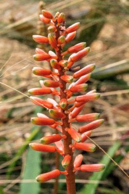 Aloe cameronii flowers about to open (photo by Aaron Fink)