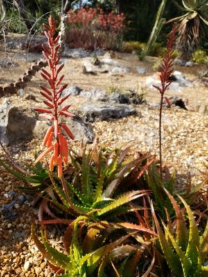 Aloe dorotheae 