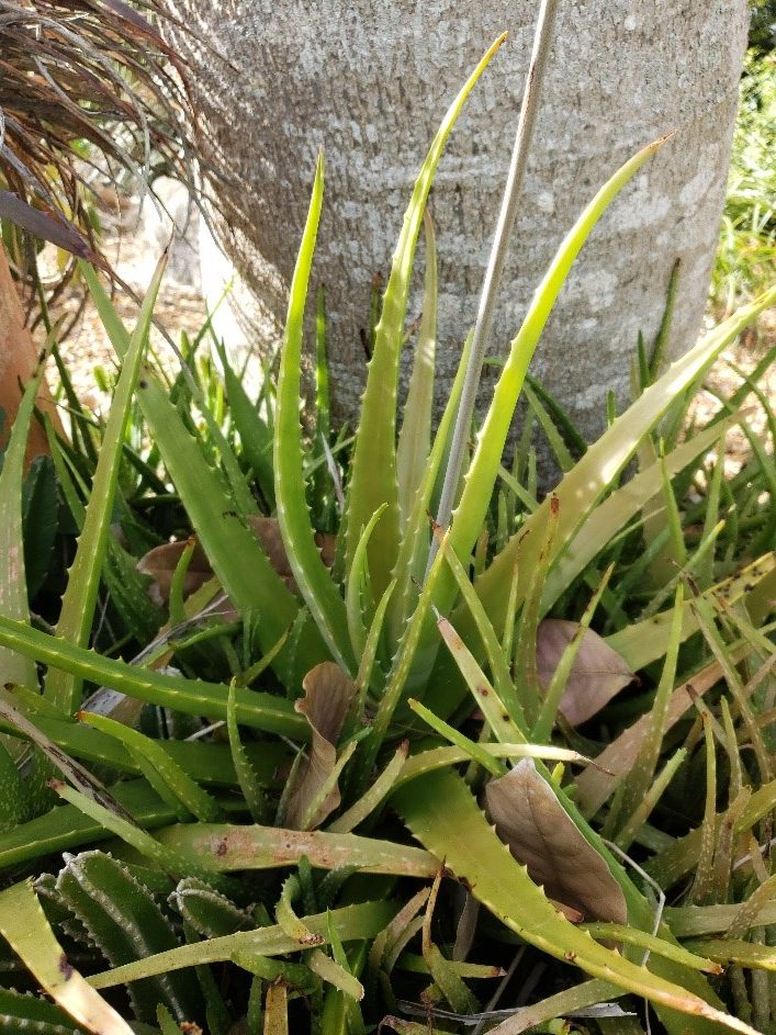 Aloe vera 