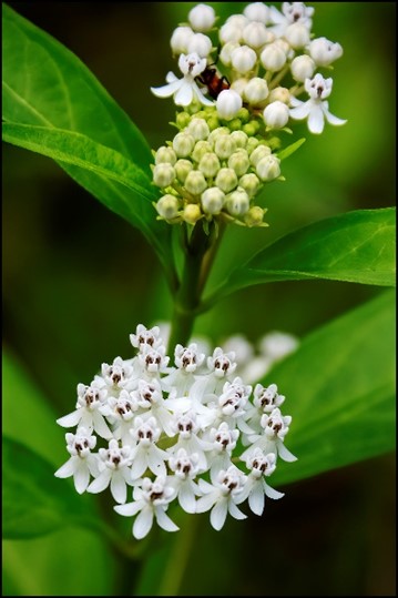 Aquatic Milkweed