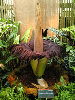 arac-amorphophallus-titanum053105-MSBG1994-0004B-reshoot-240x320