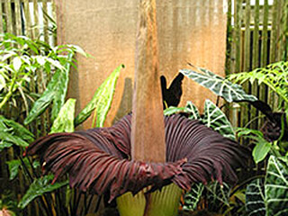 Titan arum, corpse flower (Aroid Family) – June