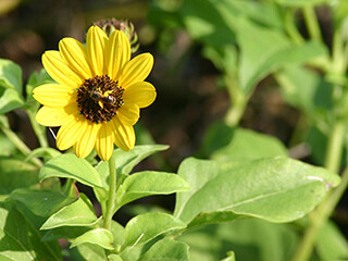 Helianthus spp. (Asteraceae) – Sunflowers – October