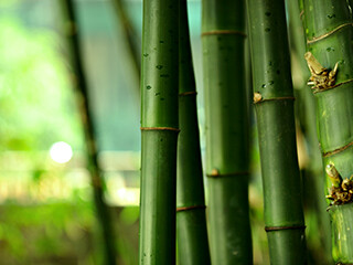 bamboo-320x240