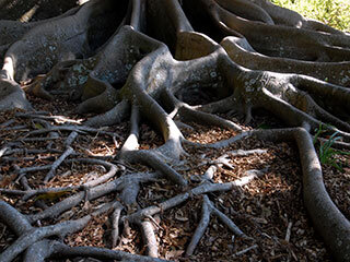 The Iconic, Exotic Banyans of Selby Gardens