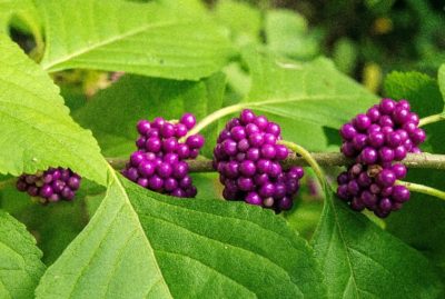 beauty berry