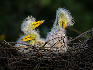 Found in Florida:35 Years of Award-Winning Local Photography on Display