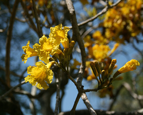 Bign Tabebuia aurea_500x400