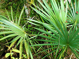 Blue-stemmed palmetto, dwarf palmetto (palm family) – September