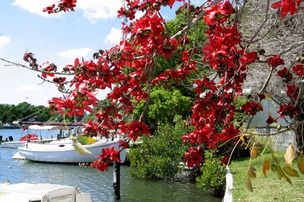 Bombax tree at Selby Gardens 