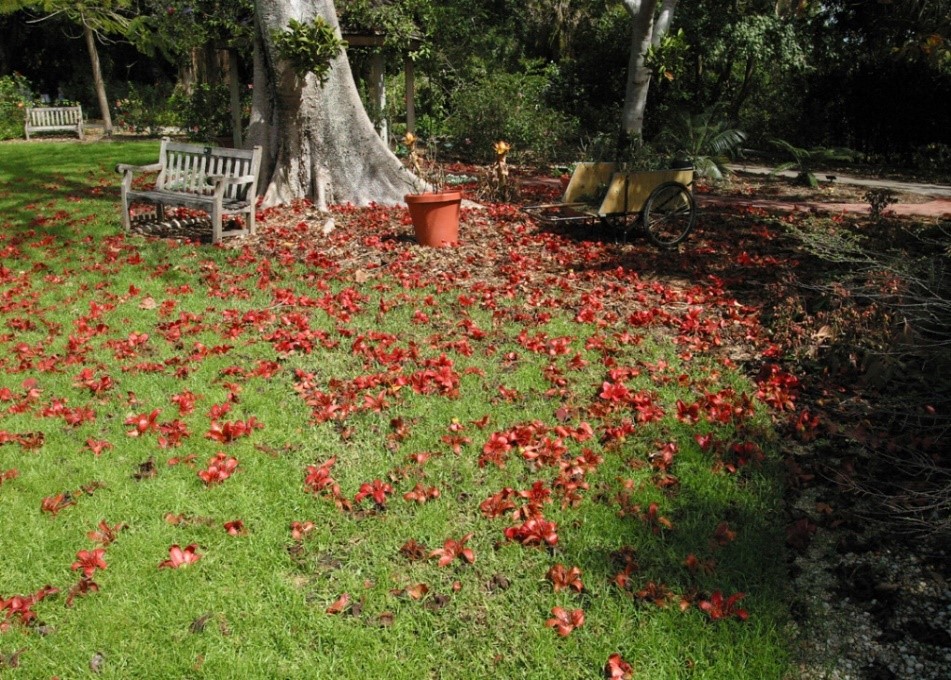 Bombax Blooms on the Great Lawn