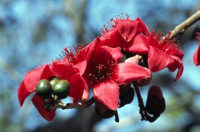 Close up Of Bombax blooms