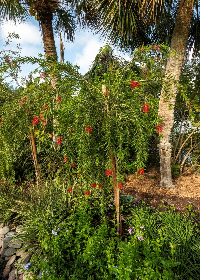 Young bottlebrush tree