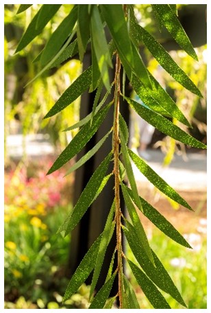 Bottlebrush leaves