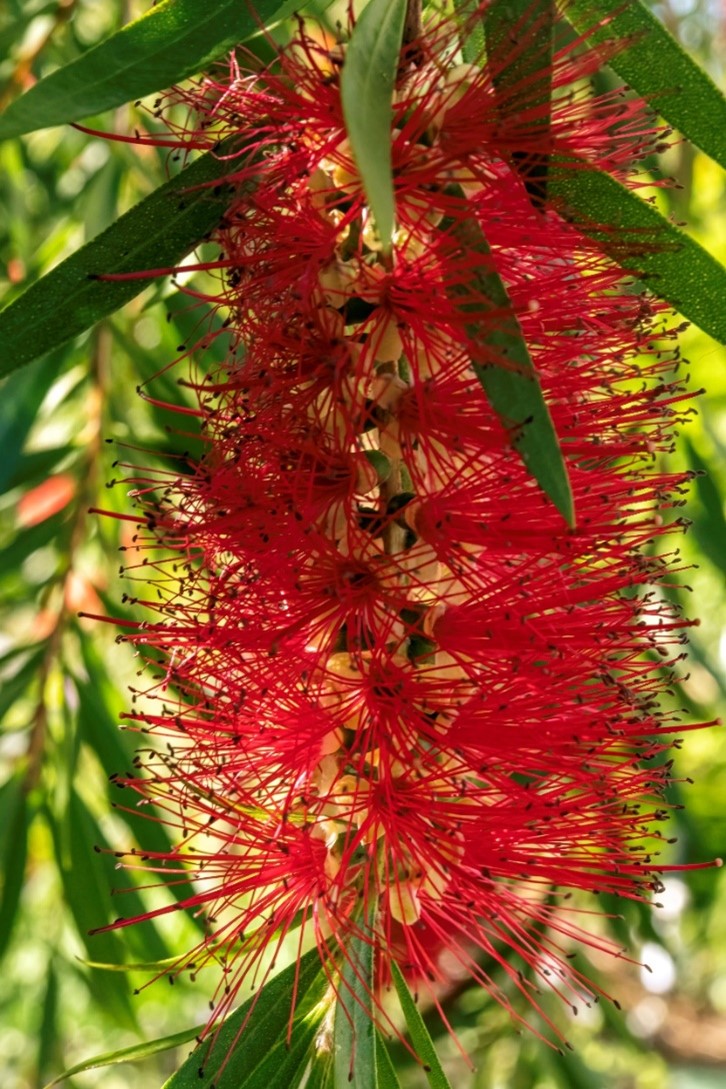 Stamen of Bottlebrush