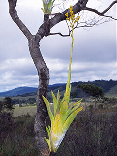 brom-catopsis-berteroniana-7-13-sept-26-240