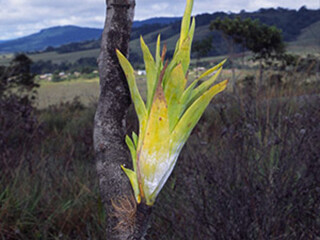 Catopsis berteroniana (Bromeliaceae) – September