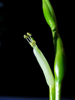 Brom-Tillandsia-utriculata-flowers-320