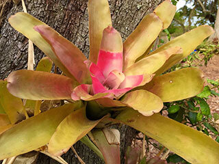 How to Bromeliad Your Trees