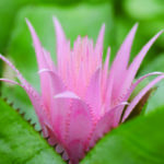 Pink Bromeliad in Bloom