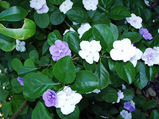 Brunfelsia (Solanaceae) – April