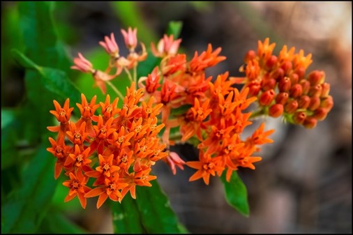 butterfly weed