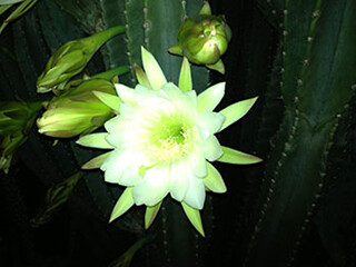 Night-Blooming Cereus (Cactaceae) – June